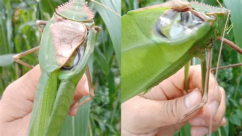 giant malaysian katydid|The Song Of The Katydid